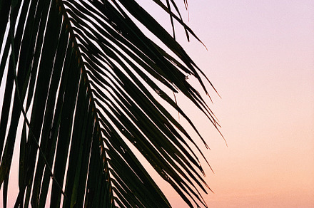 Palm leaf and sunset