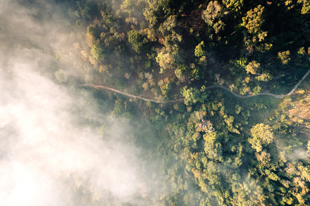 Forest and fog in the morning, high angle view
