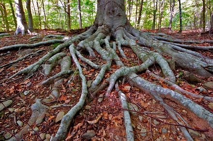 Roots in a Beech Forest