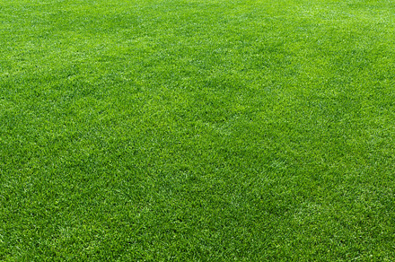Green lawn background