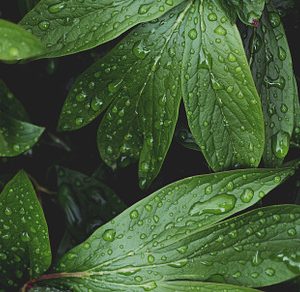 Lush greenery with raindrops photo